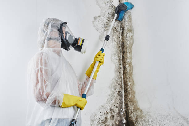 Best Mold Cleaning Services  in North Hartsville, SC