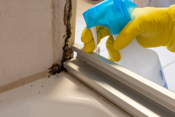 Best Residential Mold Removal  in North Hartsville, SC