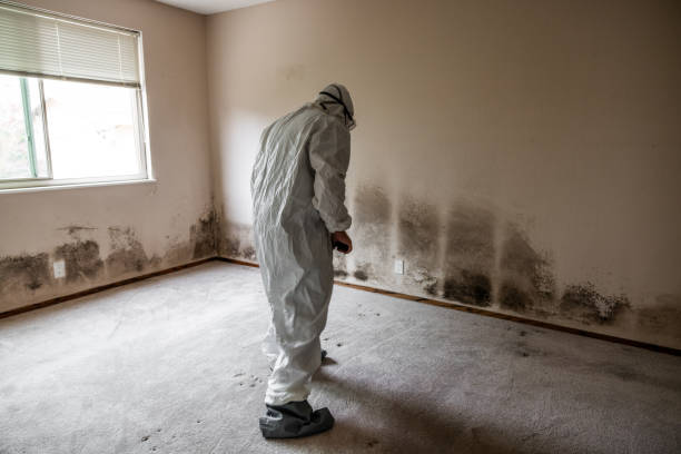 North Hartsville, SC Mold Removal Company