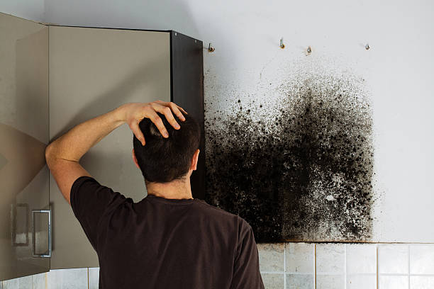 Best Attic Mold Removal  in North Hartsville, SC